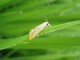 抗藥性問(wèn)題日益突出，打造“抗藥性”農(nóng)藥產(chǎn)品商業(yè)回報(bào)高