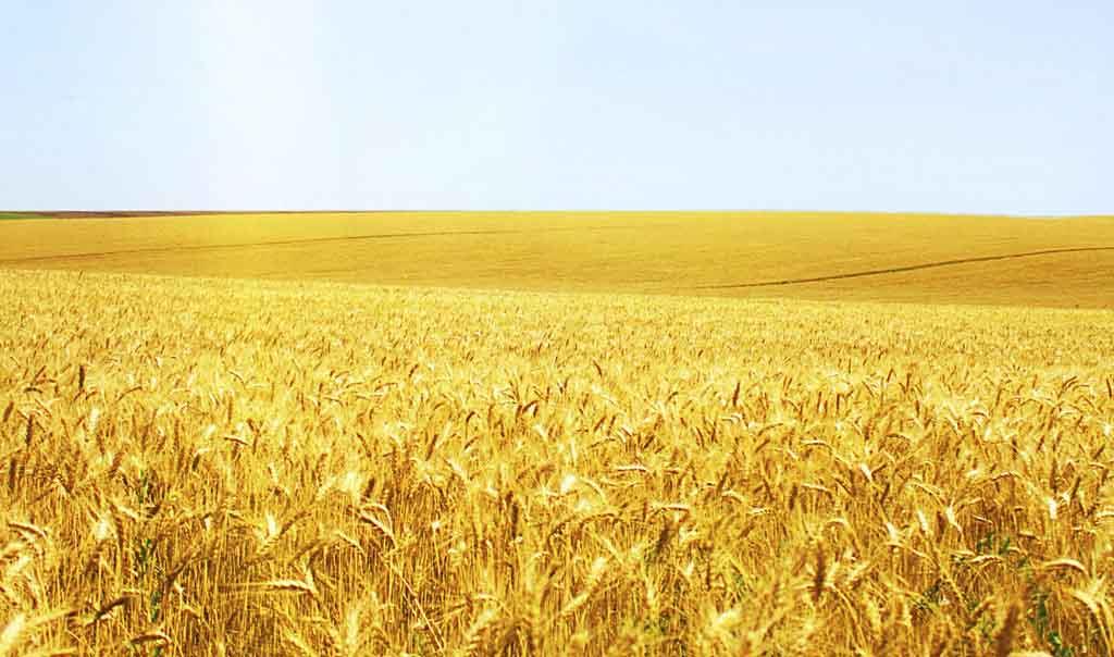 小麥冬前管理關(guān)鍵期，做好這些來(lái)年才能豐收豐產(chǎn)！