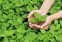 農作物8月常見病蟲害，怎樣防治見效快？