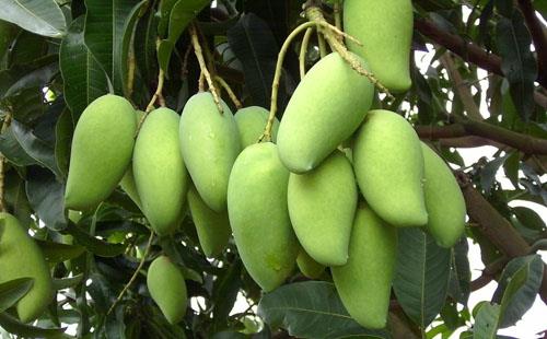 細菌性病害防治藥劑有限 銅制劑未來發展空間大